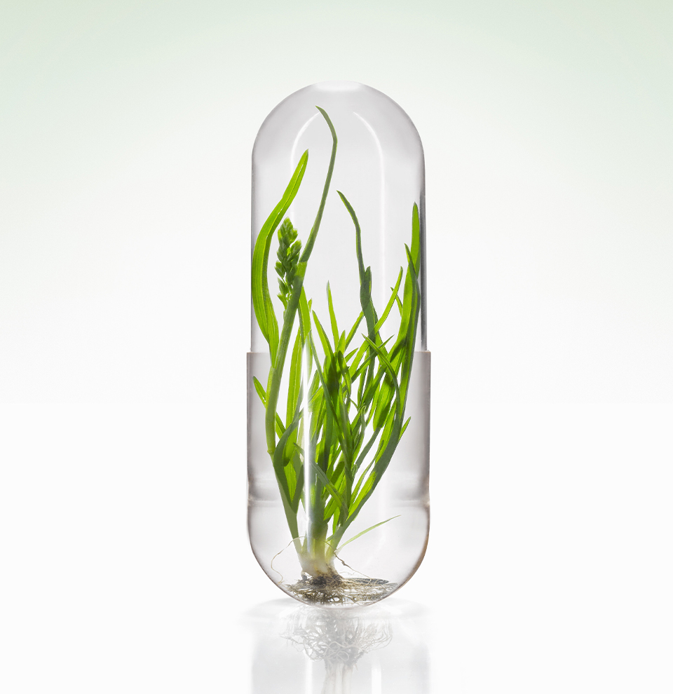 What is an hpmc capsule?